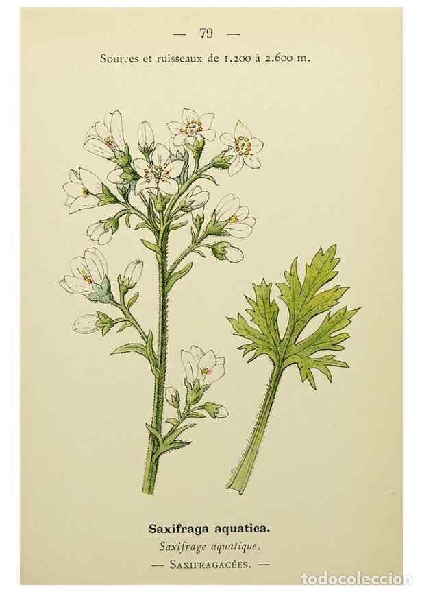 Collectionnisme de Revues et Journaux: Reproducci&oacute;n/Reproduction 49345639282: Nouvelle flore colori&eacute;e de poche des Alpes et des Pyr&eacute;n&eacute;es..