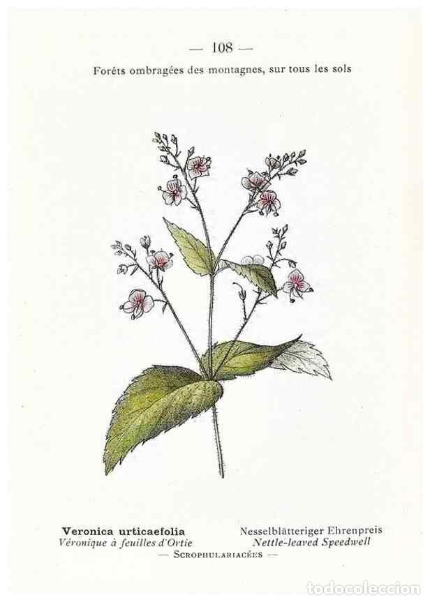 Collectionnisme de Revues et Journaux: Reproducci&oacute;n/Reproduction 49345089753: Nouvelle flore colori&eacute;e de poche des Alpes et des Pyr&eacute;n&eacute;es..