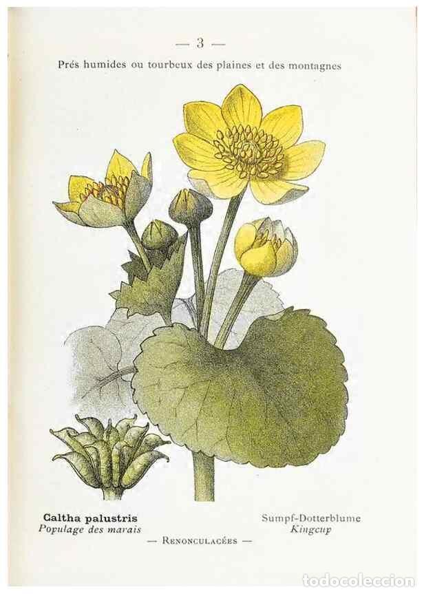 Collectionnisme de Revues et Journaux: Reproducci&oacute;n/Reproduction 49345033888: Nouvelle flore colori&eacute;e de poche des Alpes et des Pyr&eacute;n&eacute;es..