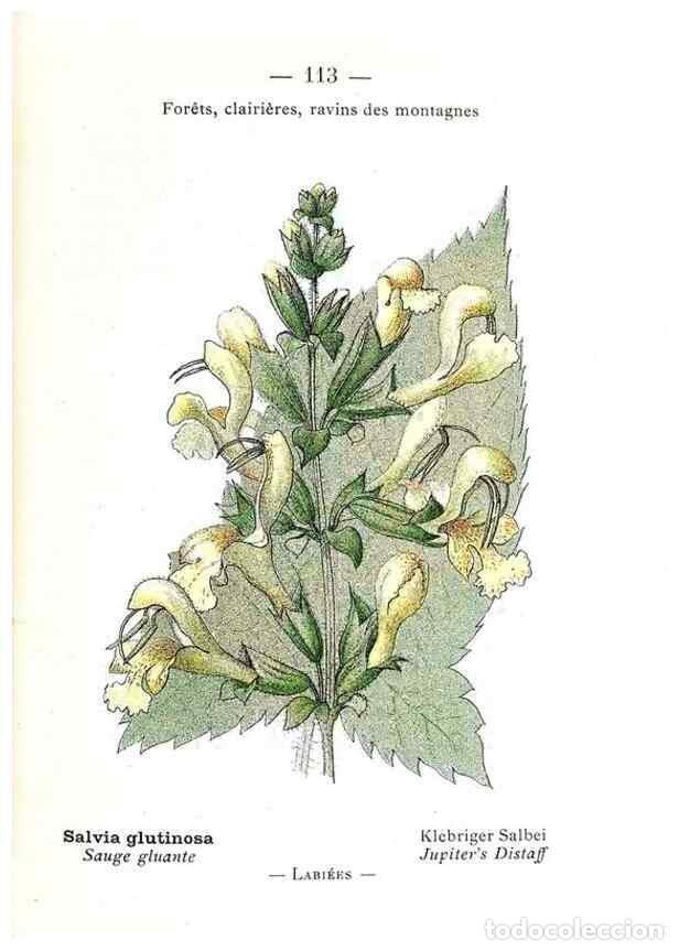 Collectionnisme de Revues et Journaux: Reproducci&oacute;n/Reproduction 49345091483: Nouvelle flore colori&eacute;e de poche des Alpes et des Pyr&eacute;n&eacute;es..