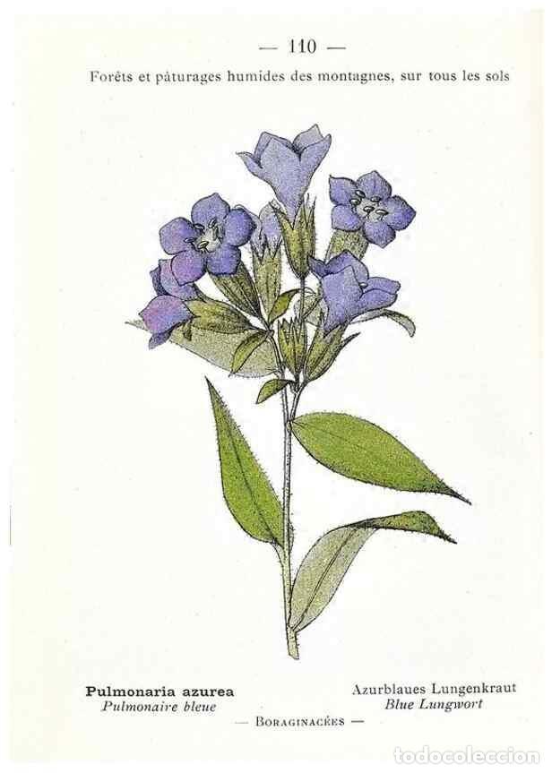 Collectionnisme de Revues et Journaux: Reproducci&oacute;n/Reproduction 49345551561: Nouvelle flore colori&eacute;e de poche des Alpes et des Pyr&eacute;n&eacute;es..