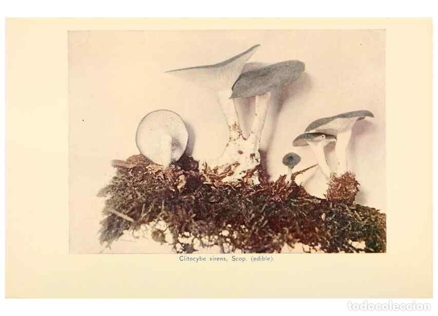 Collectionnisme de Revues et Journaux: Reproducci&oacute;n/Reproduction 49345302868: The mushroom book.. New York,Doubleday, Page,1901.. - Marshal