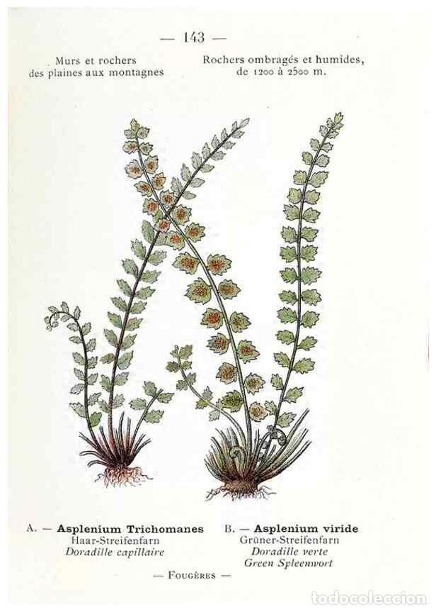 Collectionnisme de Revues et Journaux: Reproducci&oacute;n/Reproduction 49345107193: Nouvelle flore colori&eacute;e de poche des Alpes et des Pyr&eacute;n&eacute;es..