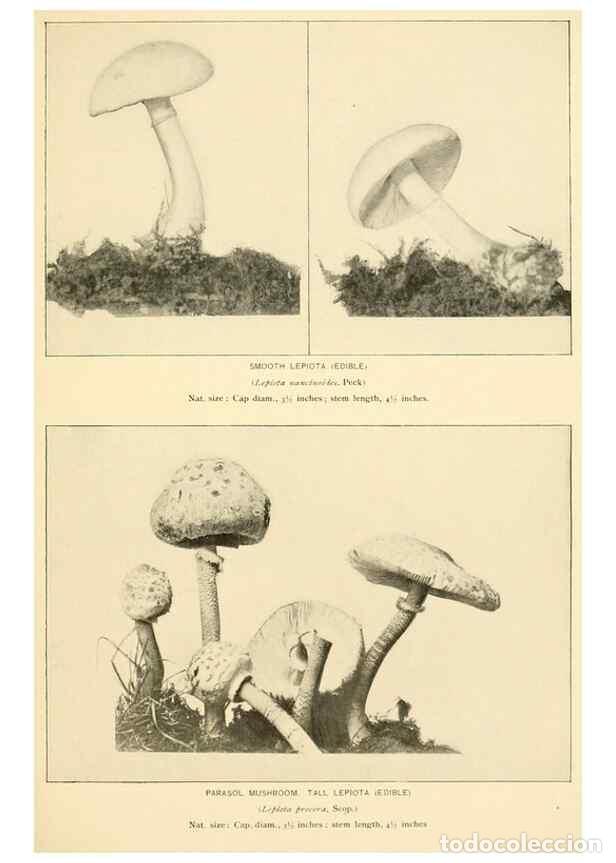 Collectionnisme de Revues et Journaux: Reproducci&oacute;n/Reproduction 49345300503: The mushroom book.. New York,Doubleday, Page,1901.. - Marshal
