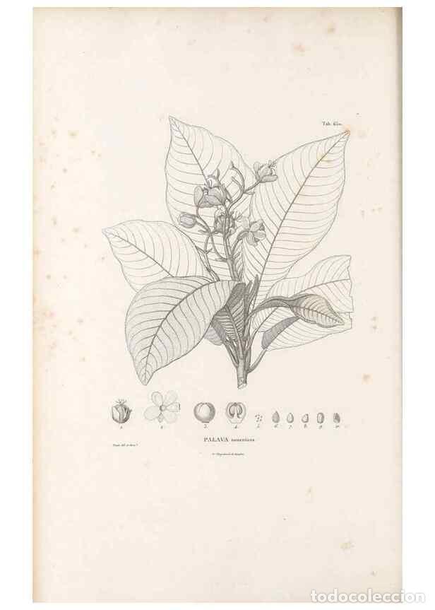 Collectionnisme de Revues et Journaux: Reproducci&oacute;n/Reproduction 49522063482: Nova genera et species plantarum :. Antverpiae :Ex officina C