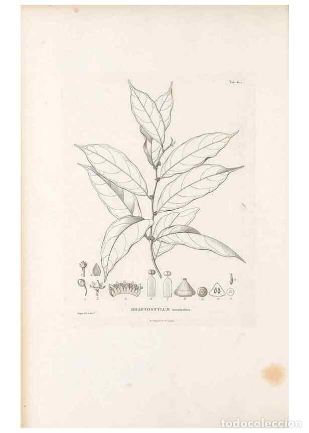 Collectionnisme de Revues et Journaux: Reproducci&oacute;n/Reproduction 49521320453: Nova genera et species plantarum :. Antverpiae :Ex officina C