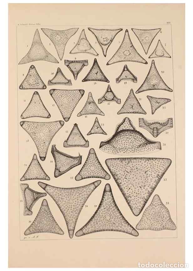 Colecionismo de Revistas e Jornais: Reproducci&oacute;n/Reproduction 49388861483: Atlas der Diatomaceen-Kunde /. Leipzig :O.R. Reisland,[1874-1