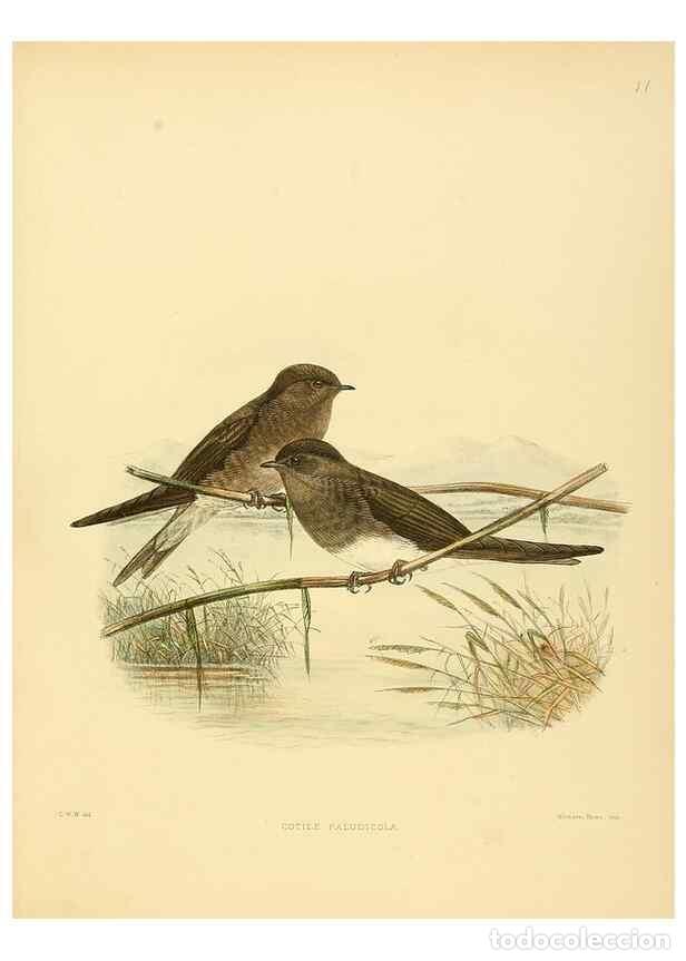 Colecionismo de Revistas e Jornais: Reproducci&oacute;n/Reproduction 49522841967: A monograph of the Hirundinidae or family of swallows. London