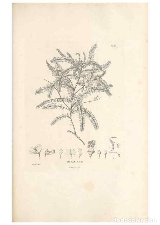 Colecionismo de Revistas e Jornais: Reproducci&oacute;n/Reproduction 49522067382: Nova genera et species plantarum :. Antverpiae :Ex officina C