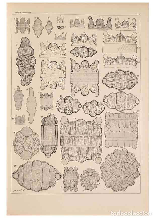 Colecionismo de Revistas e Jornais: Reproducci&oacute;n/Reproduction 49389534657: Atlas der Diatomaceen-Kunde /. Leipzig :O.R. Reisland,[1874-1