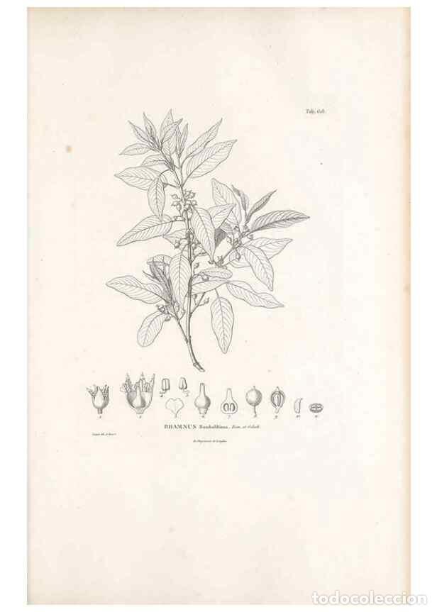 Collectionnisme de Revues et Journaux: Reproducci&oacute;n/Reproduction 49522051432: Nova genera et species plantarum :. Antverpiae :Ex officina C