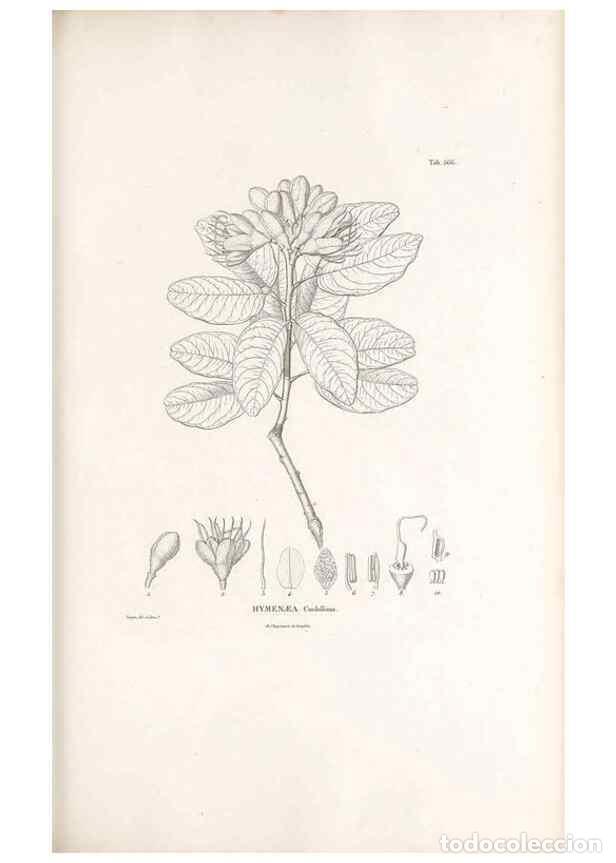 Collectionnisme de Revues et Journaux: Reproducci&oacute;n/Reproduction 49521993867: Nova genera et species plantarum :. Antverpiae :Ex officina C