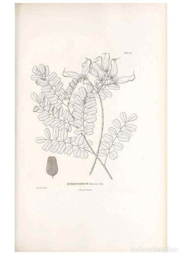 Collectionnisme de Revues et Journaux: Reproducci&oacute;n/Reproduction 49521783341: Nova genera et species plantarum :. Antverpiae :Ex officina C