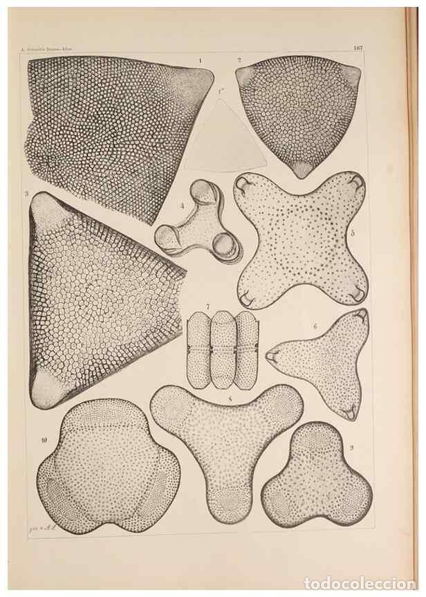 Collectionnisme de Revues et Journaux: Reproducci&oacute;n/Reproduction 49388725268: Atlas der Diatomaceen-Kunde /. Leipzig :O.R. Reisland,[1874-1
