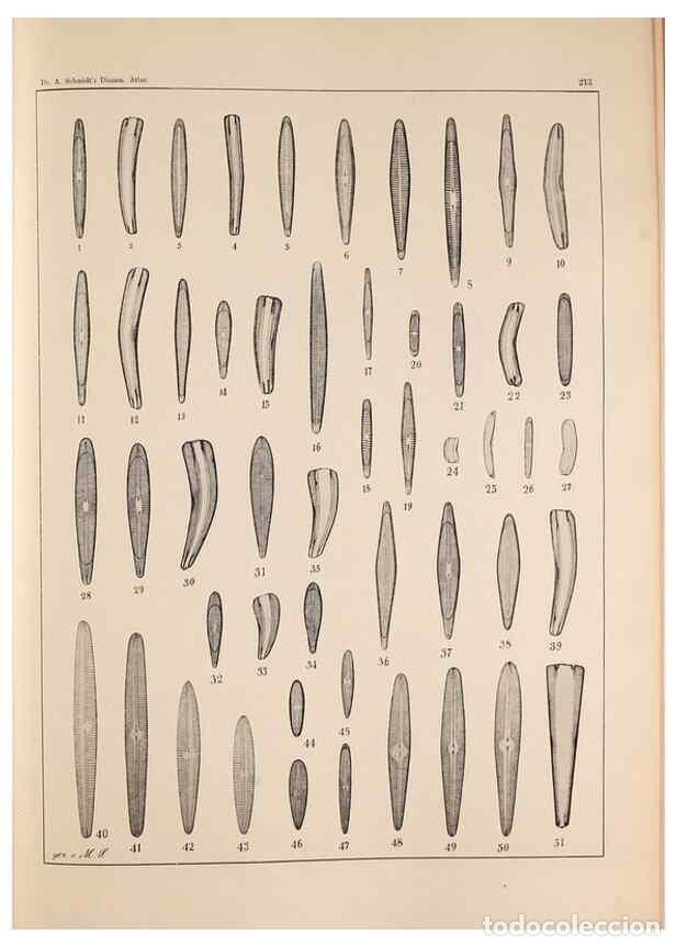 Collectionnisme de Revues et Journaux: Reproducci&oacute;n/Reproduction 49385791832: Atlas der Diatomaceen-Kunde /. Leipzig :O.R. Reisland,[1874-1