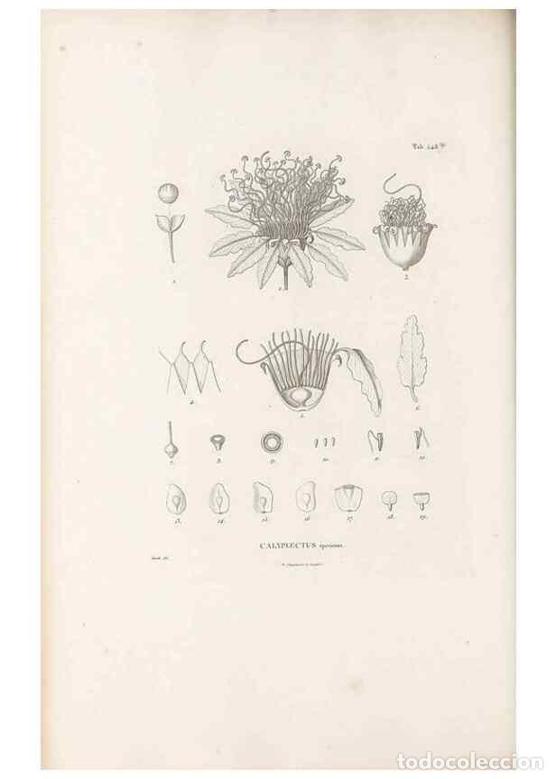 Collectionnisme de Revues et Journaux: Reproducci&oacute;n/Reproduction 49521987502: Nova genera et species plantarum :. Antverpiae :Ex officina C