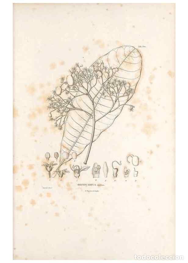 Collectionnisme de Revues et Journaux: Reproducci&oacute;n/Reproduction 49521312523: Nova genera et species plantarum :. Antverpiae :Ex officina C