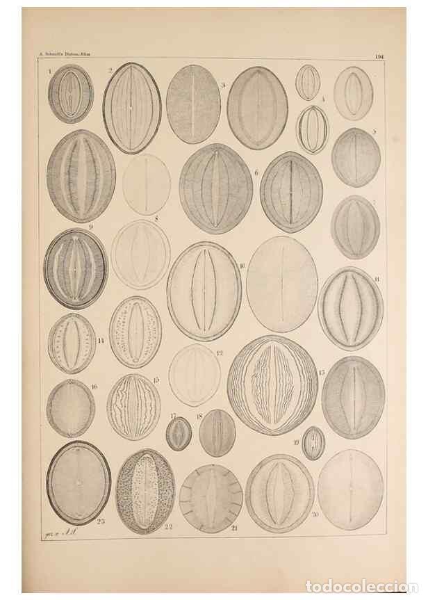Collectionnisme de Revues et Journaux: Reproducci&oacute;n/Reproduction 49385586746: Atlas der Diatomaceen-Kunde /. Leipzig :O.R. Reisland,[1874-1