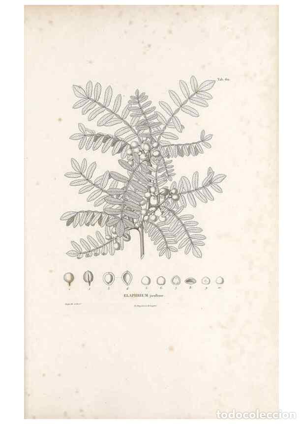 Collectionnisme de Revues et Journaux: Reproducci&oacute;n/Reproduction 49521838131: Nova genera et species plantarum :. Antverpiae :Ex officina C