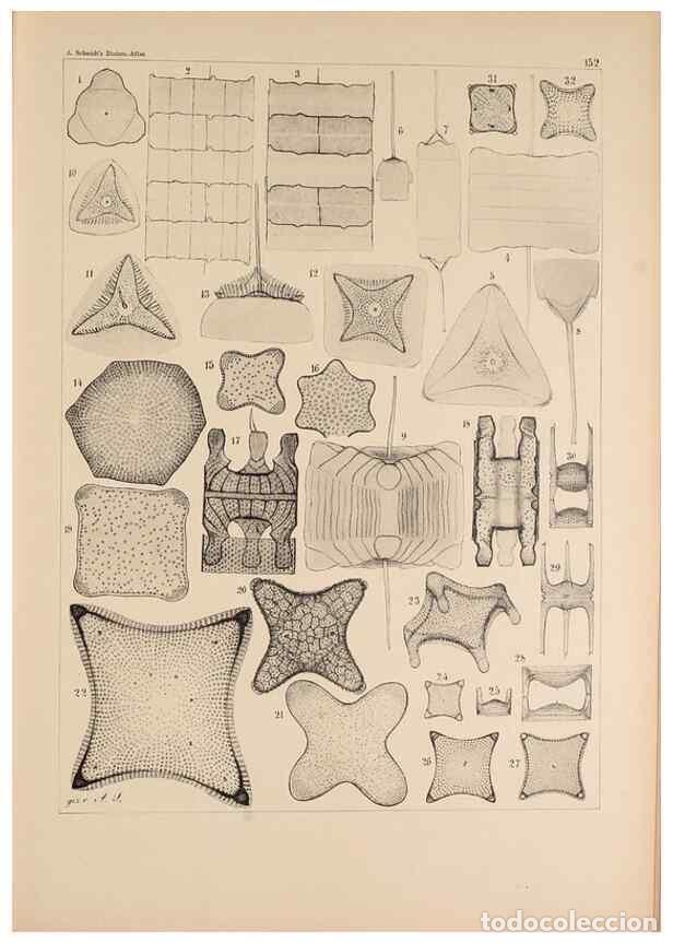 Collectionnisme de Revues et Journaux: Reproducci&oacute;n/Reproduction 49385406863: Atlas der Diatomaceen-Kunde /. Leipzig :O.R. Reisland,[1874-1