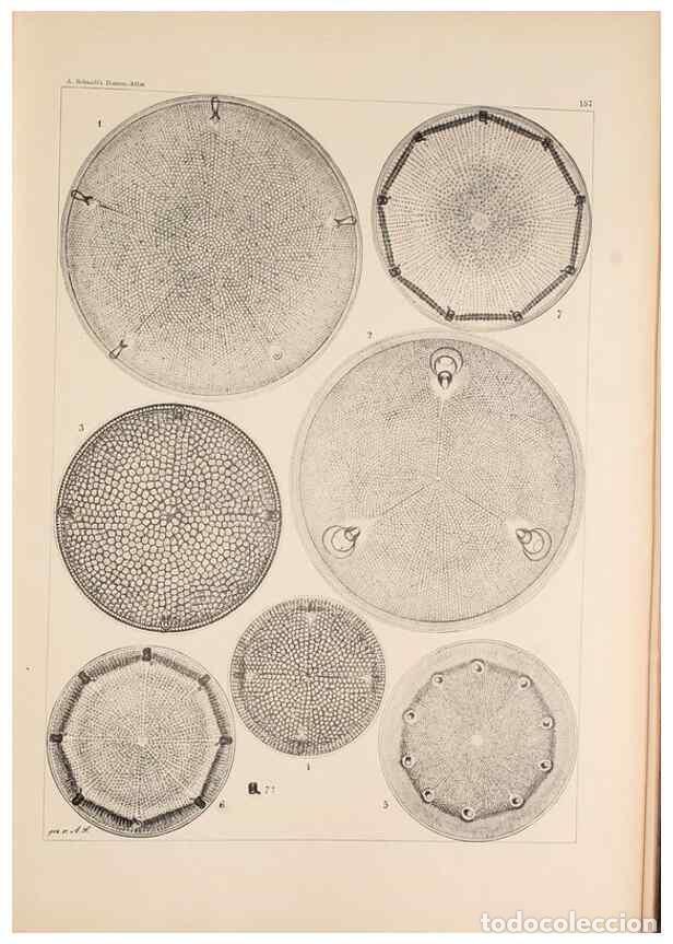 Collectionnisme de Revues et Journaux: Reproducci&oacute;n/Reproduction 49385408763: Atlas der Diatomaceen-Kunde /. Leipzig :O.R. Reisland,[1874-1