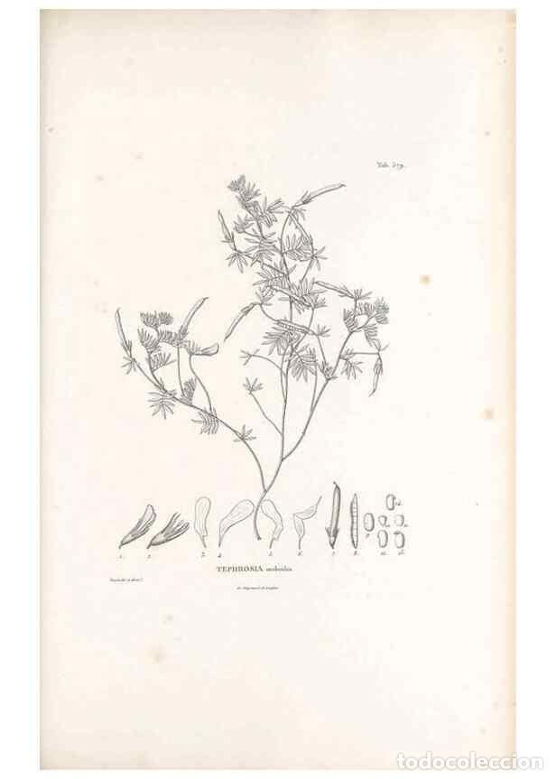 Collectionnisme de Revues et Journaux: Reproducci&oacute;n/Reproduction 49521263493: Nova genera et species plantarum :. Antverpiae :Ex officina C