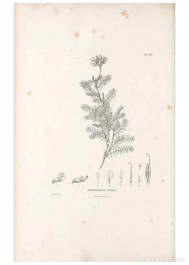 Collectionnisme de Revues et Journaux: Reproducci&oacute;n/Reproduction 49522000777: Nova genera et species plantarum :. Antverpiae :Ex officina C