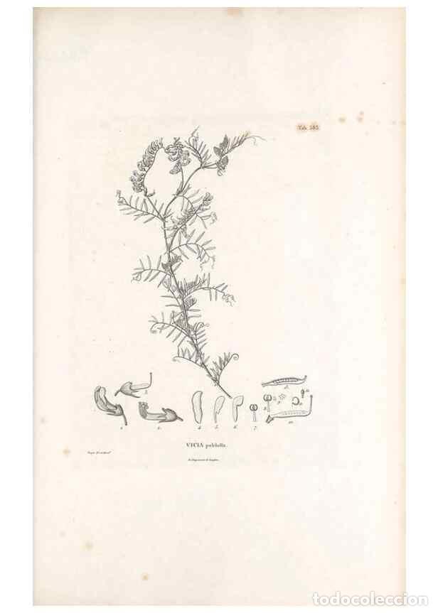 Collectionnisme de Revues et Journaux: Reproducci&oacute;n/Reproduction 49521790281: Nova genera et species plantarum :. Antverpiae :Ex officina C