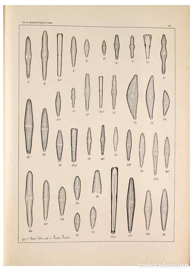 Collectionnisme de Revues et Journaux: Reproducci&oacute;n/Reproduction 49385846147: Atlas der Diatomaceen-Kunde /. Leipzig :O.R. Reisland,[1874-1