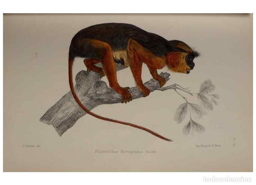 Collectionnisme de Revues et Journaux: Reproducci&oacute;n/Reproduction 49525389026: Faune de la S&eacute;n&eacute;gambie. Paris :O. Doin,1883-1887.. - Rochebru