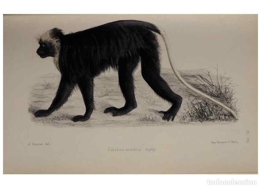 Collectionnisme de Revues et Journaux: Reproducci&oacute;n/Reproduction 49525390761: Faune de la S&eacute;n&eacute;gambie. Paris :O. Doin,1883-1887.. - Rochebru