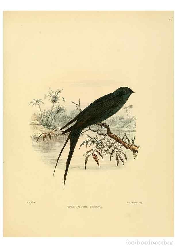 Collectionnisme de Revues et Journaux: Reproducci&oacute;n/Reproduction 49522648876: A monograph of the Hirundinidae or family of swallows. London