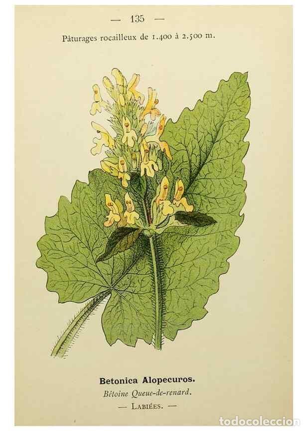 Collectionnisme de Revues et Journaux: Reproducci&oacute;n/Reproduction 49344880703: Nouvelle flore colori&eacute;e de poche des Alpes et des Pyr&eacute;n&eacute;es..