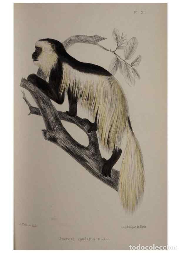 Collectionnisme de Revues et Journaux: Reproducci&oacute;n/Reproduction 49525614902: Faune de la S&eacute;n&eacute;gambie. Paris :O. Doin,1883-1887.. - Rochebru