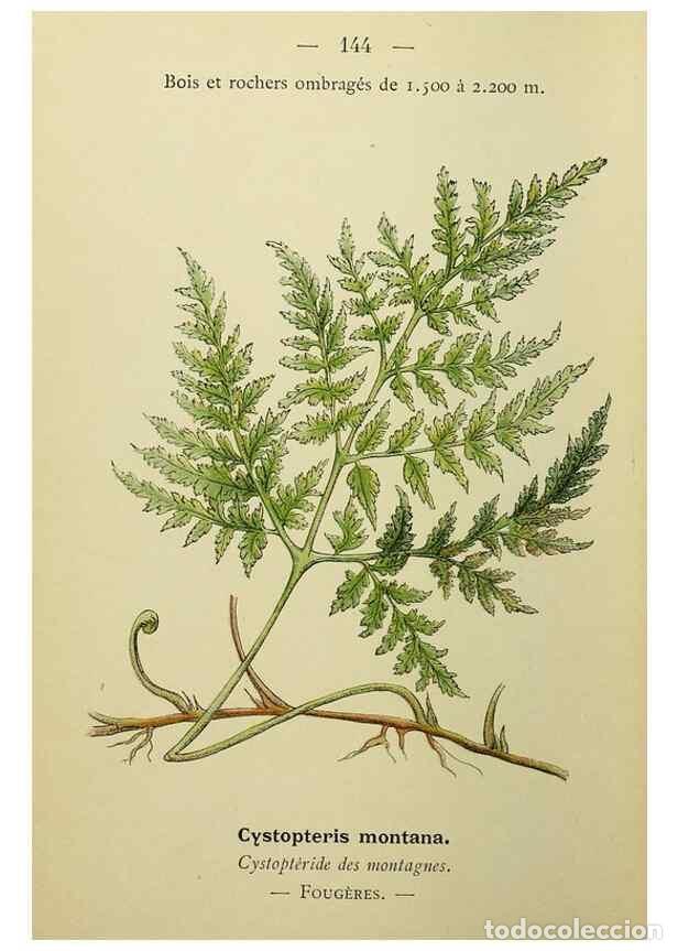 Collectionnisme de Revues et Journaux: Reproducci&oacute;n/Reproduction 49345344646: Nouvelle flore colori&eacute;e de poche des Alpes et des Pyr&eacute;n&eacute;es..