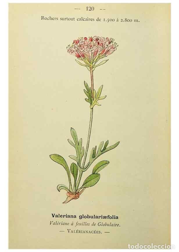 Collectionnisme de Revues et Journaux: Reproducci&oacute;n/Reproduction 49345334246: Nouvelle flore colori&eacute;e de poche des Alpes et des Pyr&eacute;n&eacute;es..