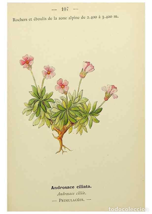 Collectionnisme de Revues et Journaux: Reproducci&oacute;n/Reproduction 49345543687: Nouvelle flore colori&eacute;e de poche des Alpes et des Pyr&eacute;n&eacute;es..