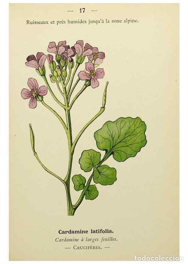 Collectionnisme de Revues et Journaux: Reproducci&oacute;n/Reproduction 49345393271: Nouvelle flore colori&eacute;e de poche des Alpes et des Pyr&eacute;n&eacute;es..