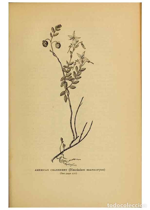 Collectionnisme de Revues et Journaux: Reproducci&oacute;n/Reproduction 49303716398: Harper's guide to wild flowers,. New York,Harper,1912.. - Cre