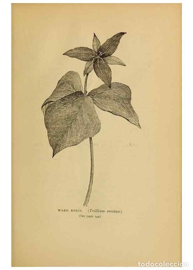 Collectionnisme de Revues et Journaux: Reproducci&oacute;n/Reproduction 49303712773: Harper's guide to wild flowers,. New York,Harper,1912.. - Cre