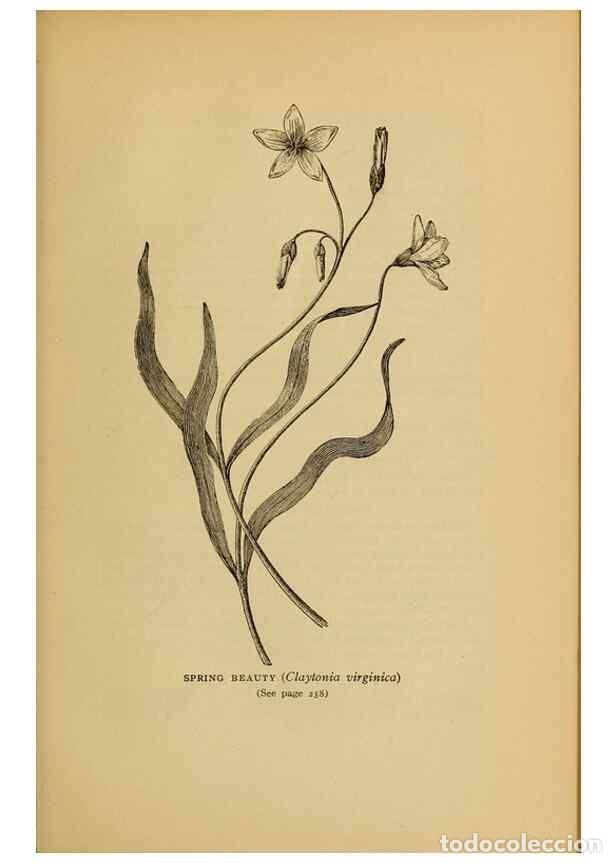 Collectionnisme de Revues et Journaux: Reproducci&oacute;n/Reproduction 49304412457: Harper's guide to wild flowers,. New York,Harper,1912.. - Cre
