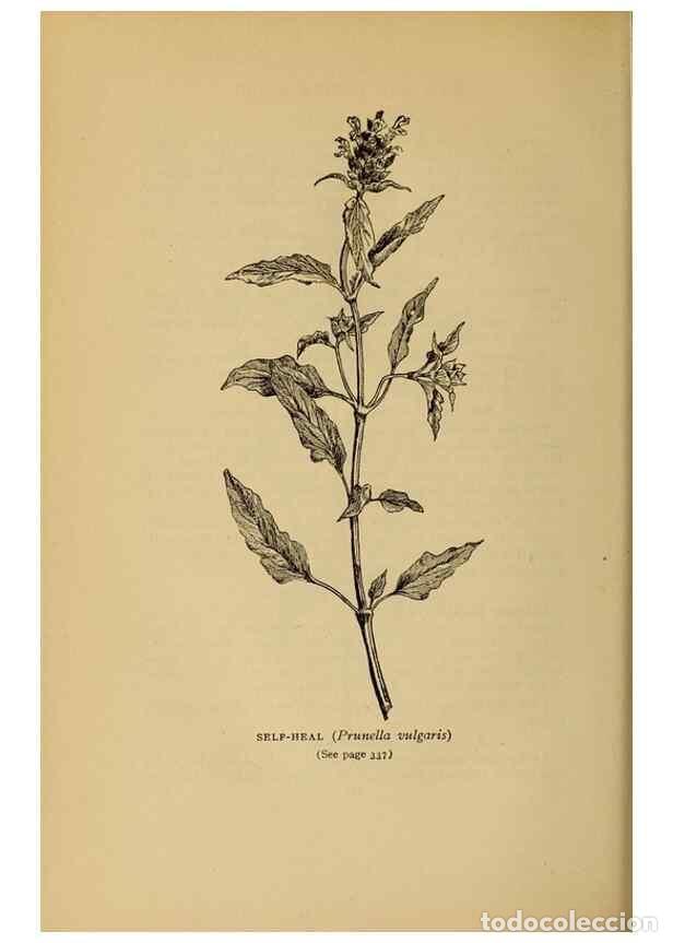Collectionnisme de Revues et Journaux: Reproducci&oacute;n/Reproduction 49303731208: Harper's guide to wild flowers,. New York,Harper,1912.. - Cre