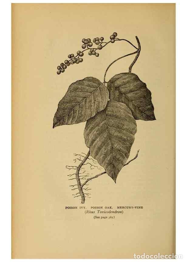 Collectionnisme de Revues et Journaux: Reproducci&oacute;n/Reproduction 49303733453: Harper's guide to wild flowers,. New York,Harper,1912.. - Cre