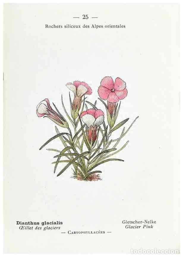 Collectionnisme de Revues et Journaux: Reproducci&oacute;n/Reproduction 49345042283: Nouvelle flore colori&eacute;e de poche des Alpes et des Pyr&eacute;n&eacute;es..