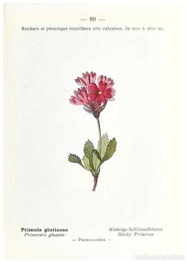 Collectionnisme de Revues et Journaux: Reproducci&oacute;n/Reproduction 49345081663: Nouvelle flore colori&eacute;e de poche des Alpes et des Pyr&eacute;n&eacute;es..
