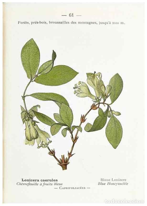 Collectionnisme de Revues et Journaux: Reproducci&oacute;n/Reproduction 49345532631: Nouvelle flore colori&eacute;e de poche des Alpes et des Pyr&eacute;n&eacute;es..