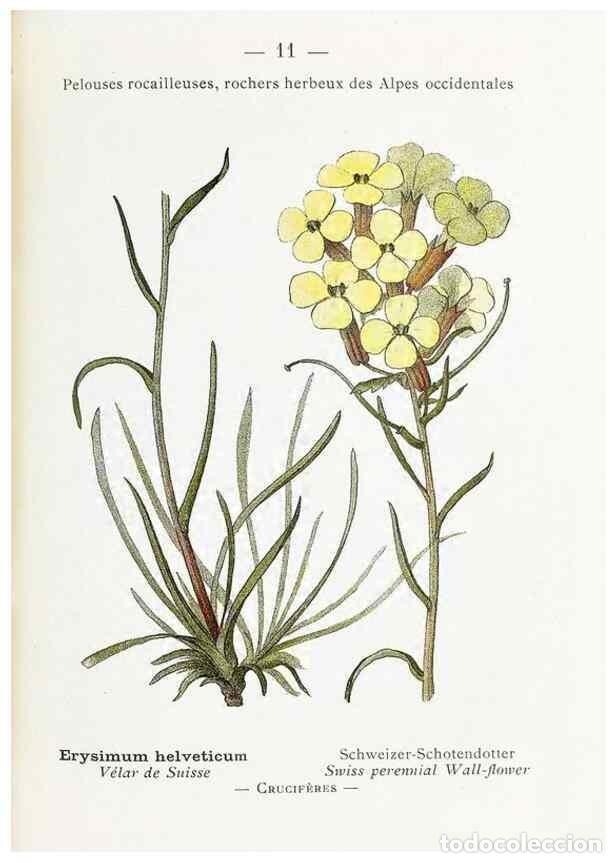 Collectionnisme de Revues et Journaux: Reproducci&oacute;n/Reproduction 49345710347: Nouvelle flore colori&eacute;e de poche des Alpes et des Pyr&eacute;n&eacute;es..