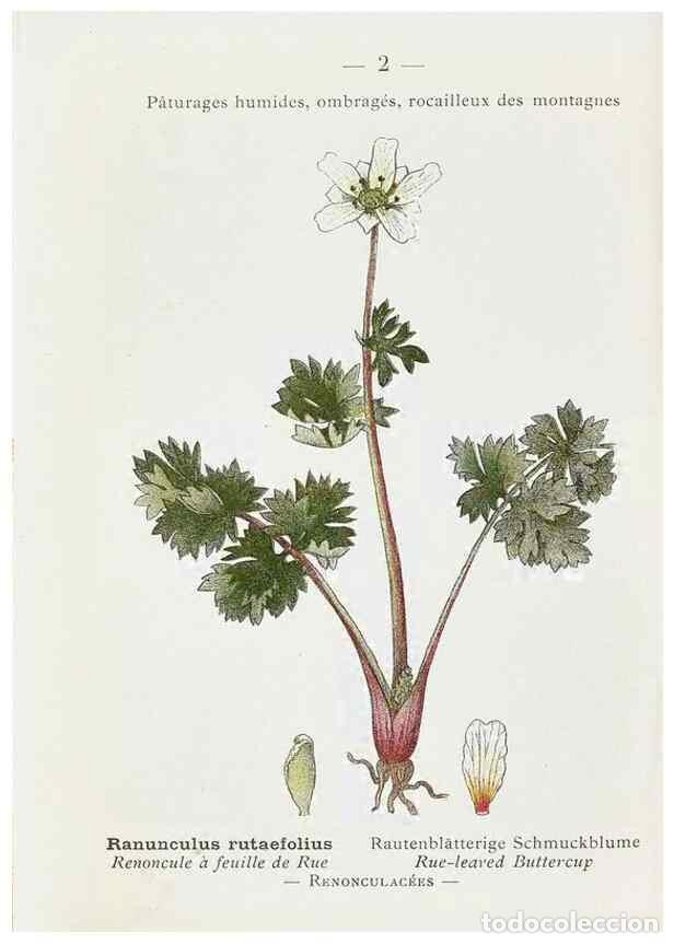 Collectionnisme de Revues et Journaux: Reproducci&oacute;n/Reproduction 49345033508: Nouvelle flore colori&eacute;e de poche des Alpes et des Pyr&eacute;n&eacute;es..