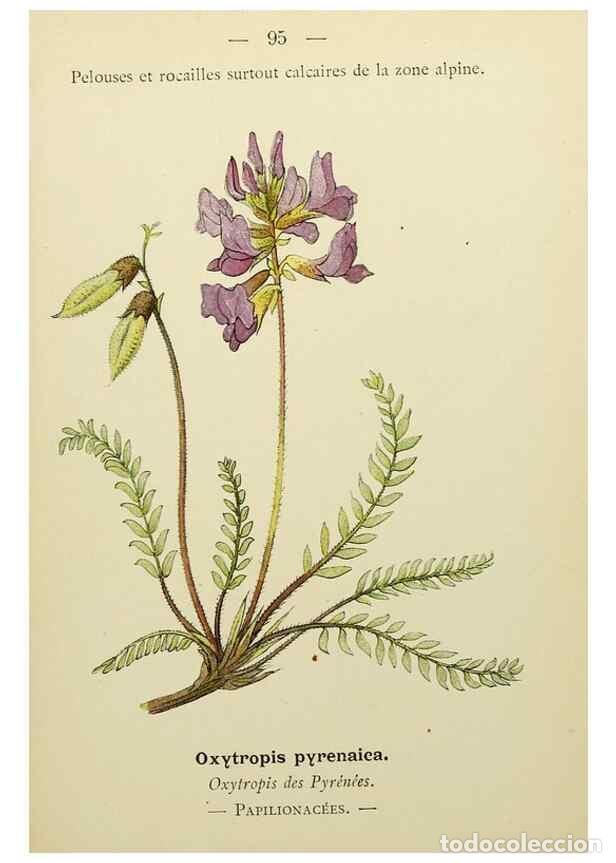 Collectionnisme de Revues et Journaux: Reproducci&oacute;n/Reproduction 49345432991: Nouvelle flore colori&eacute;e de poche des Alpes et des Pyr&eacute;n&eacute;es..