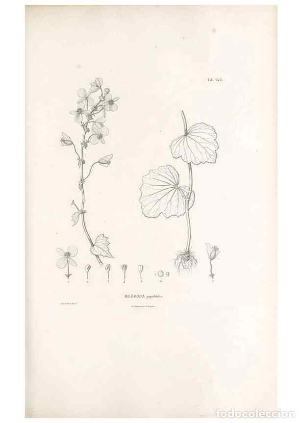 Collectionnisme de Revues et Journaux: Reproducci&oacute;n/Reproduction 49521848496: Nova genera et species plantarum :. Antverpiae :Ex officina C